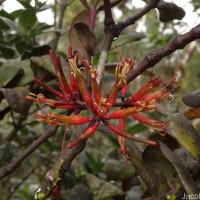 Dendrophthoe neelgherrensis (Wight & Arn.) Tiegh.